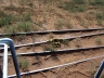 Lots of rails and so little ties